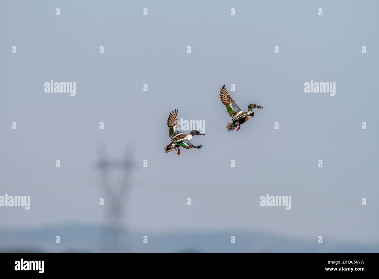 Northern mestolone maschio(Anas clypeata) una coppia delle colorate maschi catturati in volo. La Johnsons Island, Alberta, Canada Foto Stock