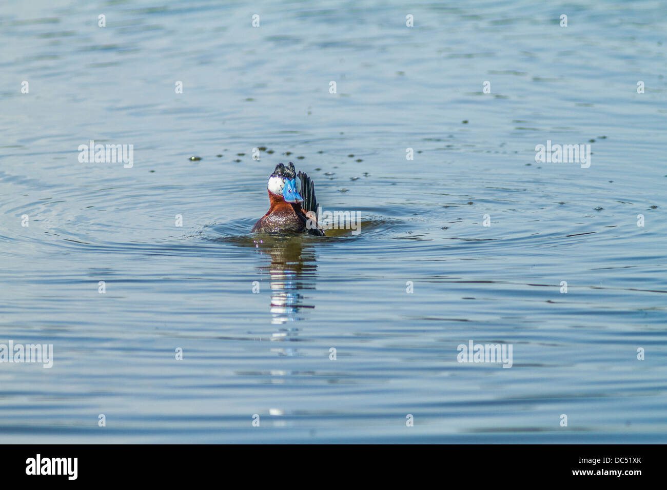 Ruddy Duck, maschio (Anas clypeata) maschio di corteggiamento, gorgogliamento, carica, prairie stagno vicino Strathmore, Alberta, Canada Foto Stock