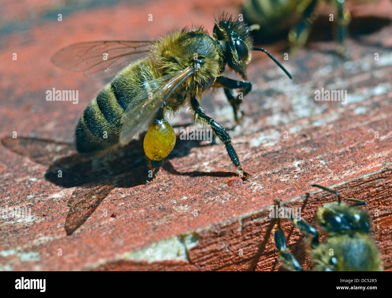 Il miele delle api sarà il polline sac piena di propoli Foto Stock
