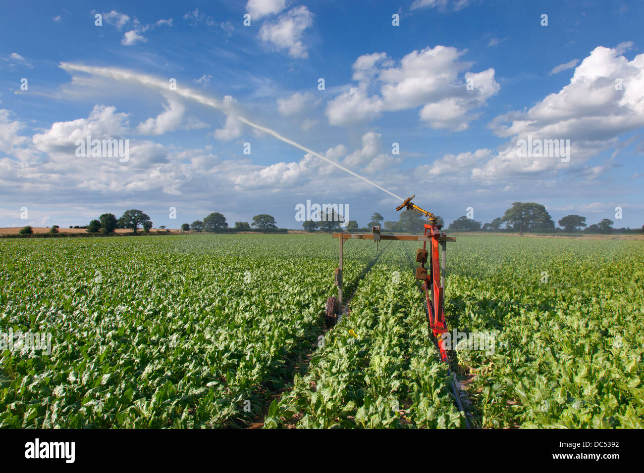 Irrigazione di barbabietole da zucchero prodotto in condizioni di siccità Norfolk Foto Stock