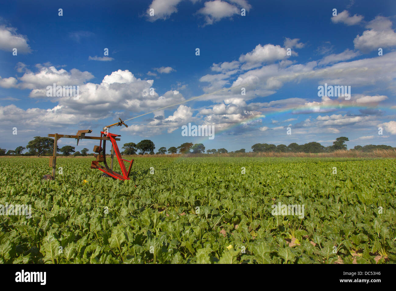 Irrigazione di barbabietole da zucchero prodotto in condizioni di siccità Norfolk Foto Stock