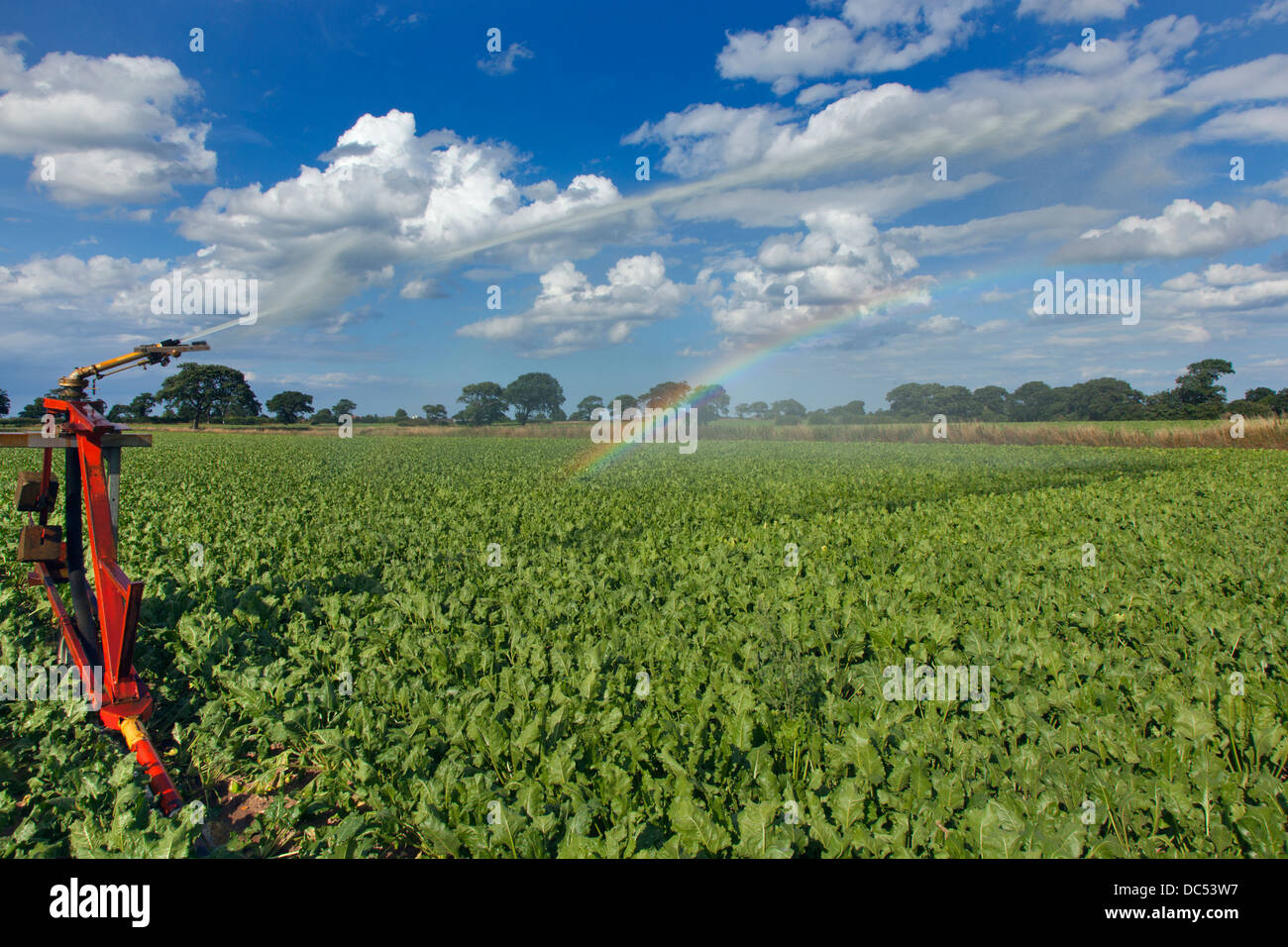Irrigazione di barbabietole da zucchero prodotto in condizioni di siccità Norfolk Foto Stock