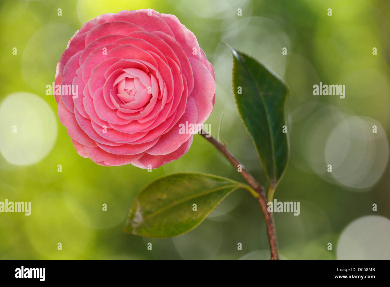 Una bella rosa Camelia fiore di close-up. Foto Stock