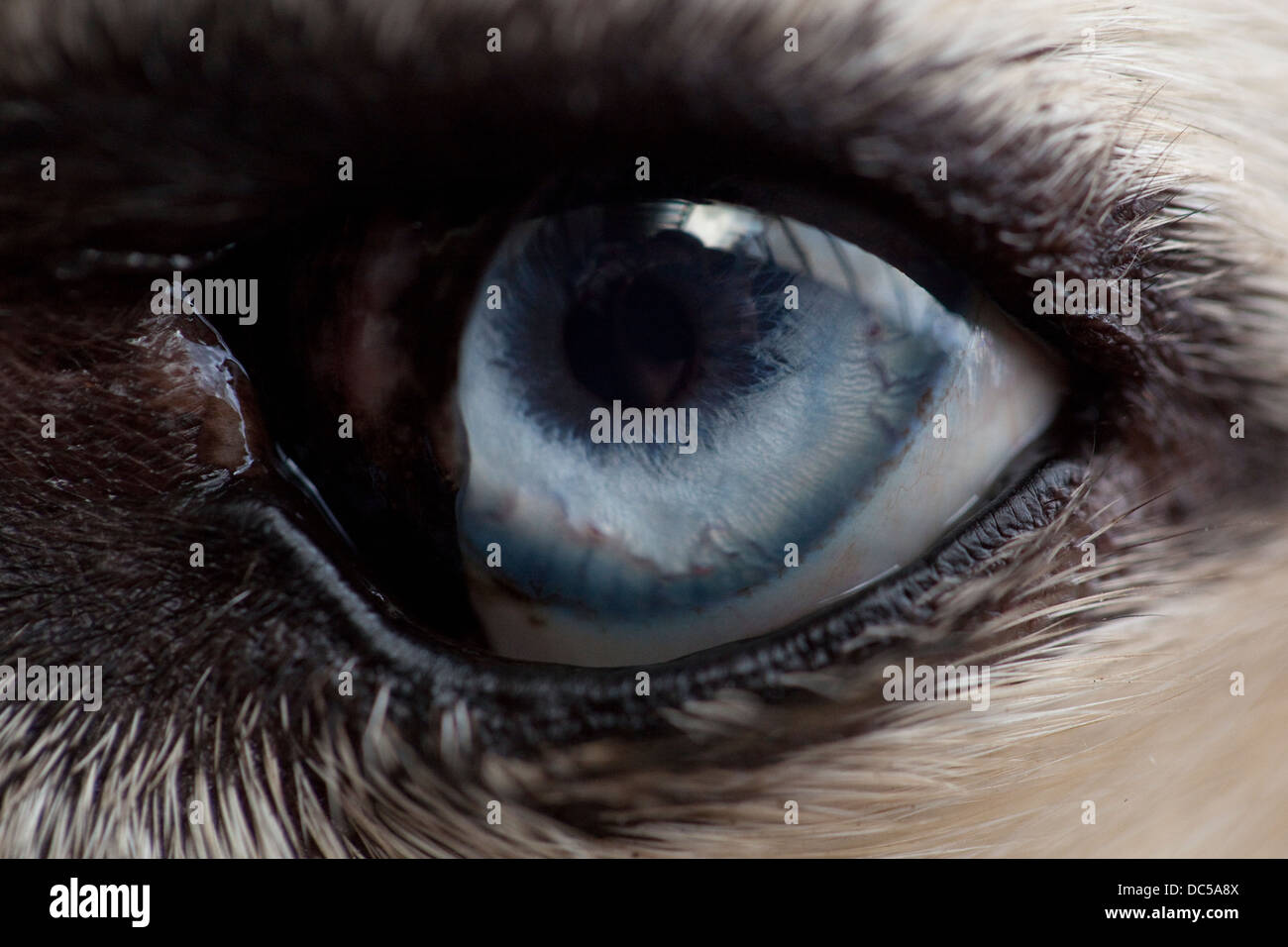 Chiudere un occhio cani. Razza specifici: Husky Foto Stock