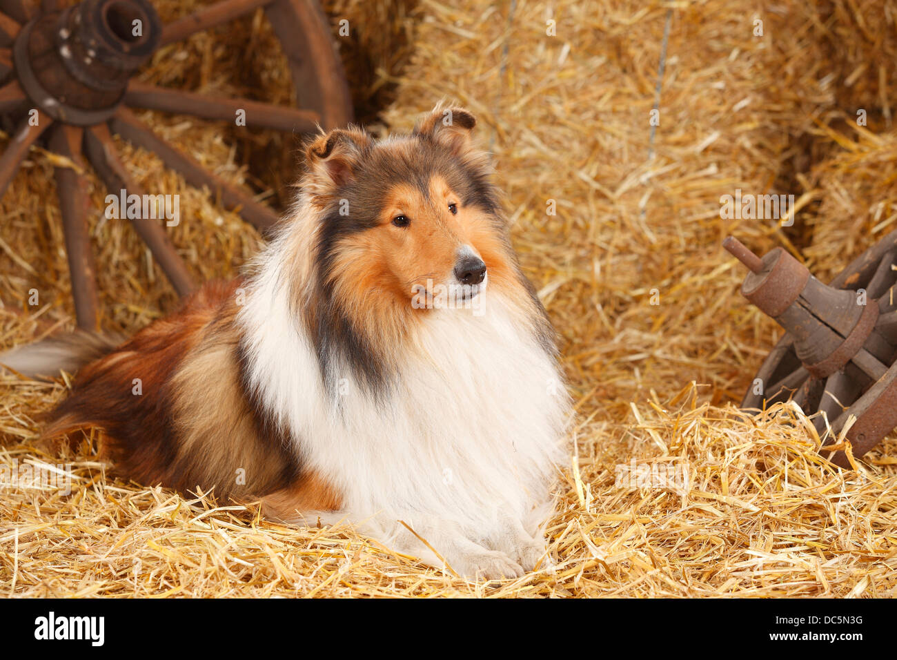 Collie ruvida, maschio, 3 anni |Schottischer Schaeferhund, Ruede, 3 Jahre / Collie Foto Stock