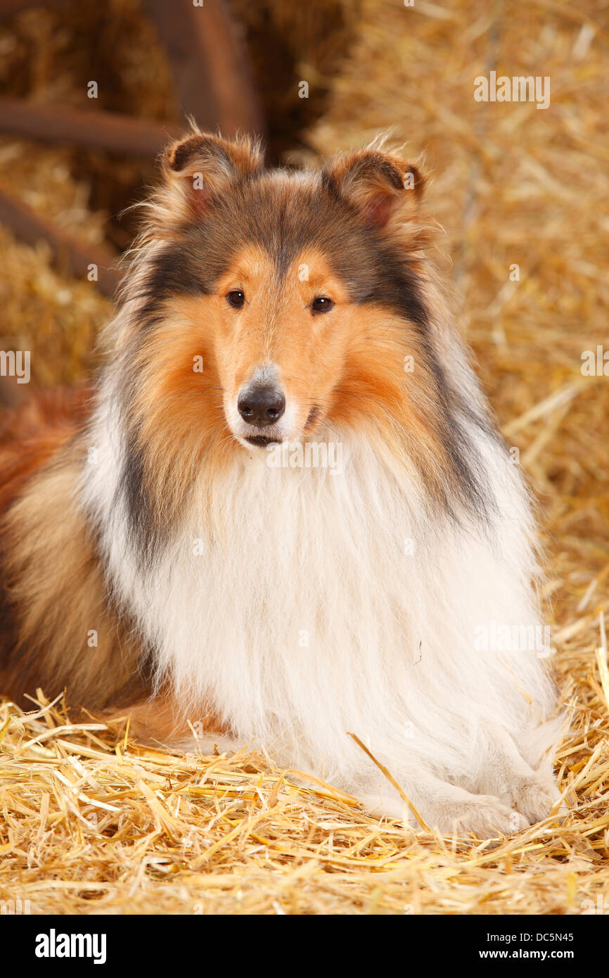 Collie ruvida, maschio, 3 anni |Schottischer Schaeferhund, Ruede, 3 Jahre / Collie Foto Stock