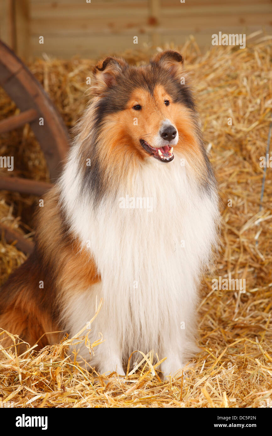 Collie ruvida, maschio, 3 anni |Schottischer Schaeferhund, Ruede, 3 Jahre / Collie Foto Stock