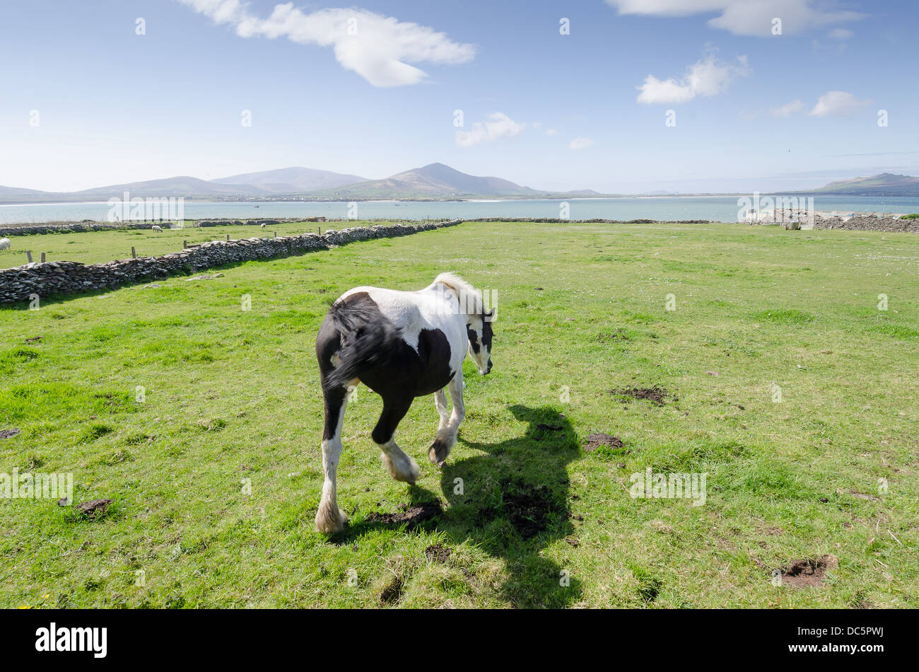 Rurale scena in Dingle, Irlanda Foto Stock