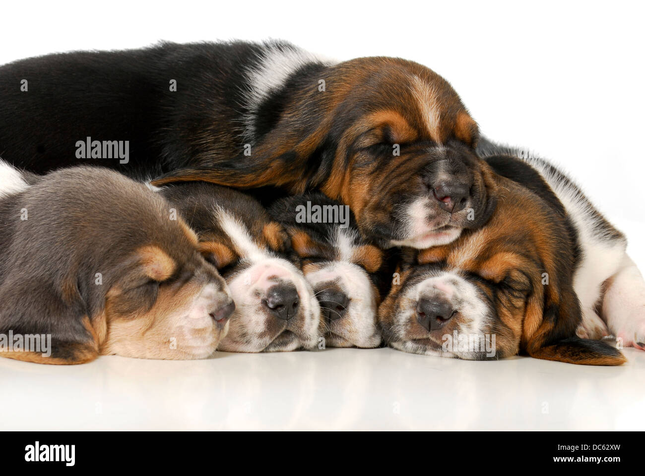 Pila di cuccioli - lettiera di Basset Hound cuccioli - 3 settimane Foto Stock