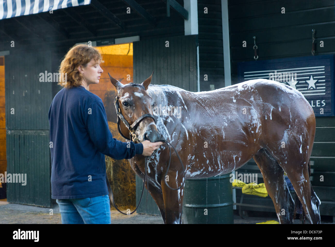 Il 2 agosto 2013. Per purosangue cavallo a Saratoga Racetrack essendo lavato da sposo dopo allenamento mattutino. Foto Stock