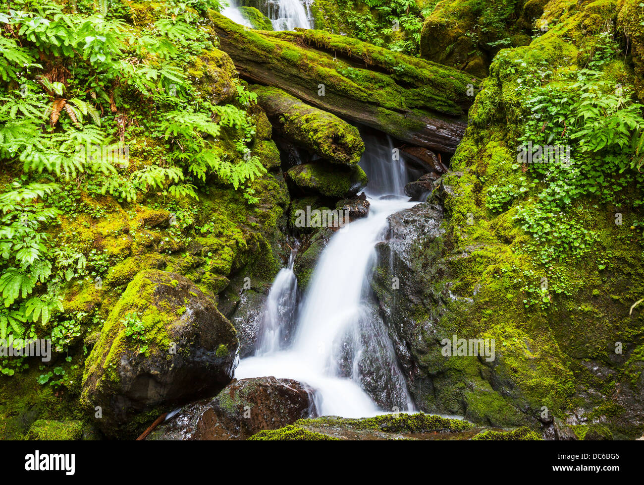 La cascata nel bosco Foto Stock