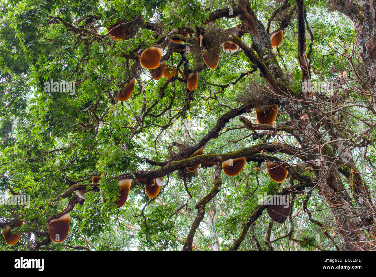 Nido appesa in alberi Foto Stock