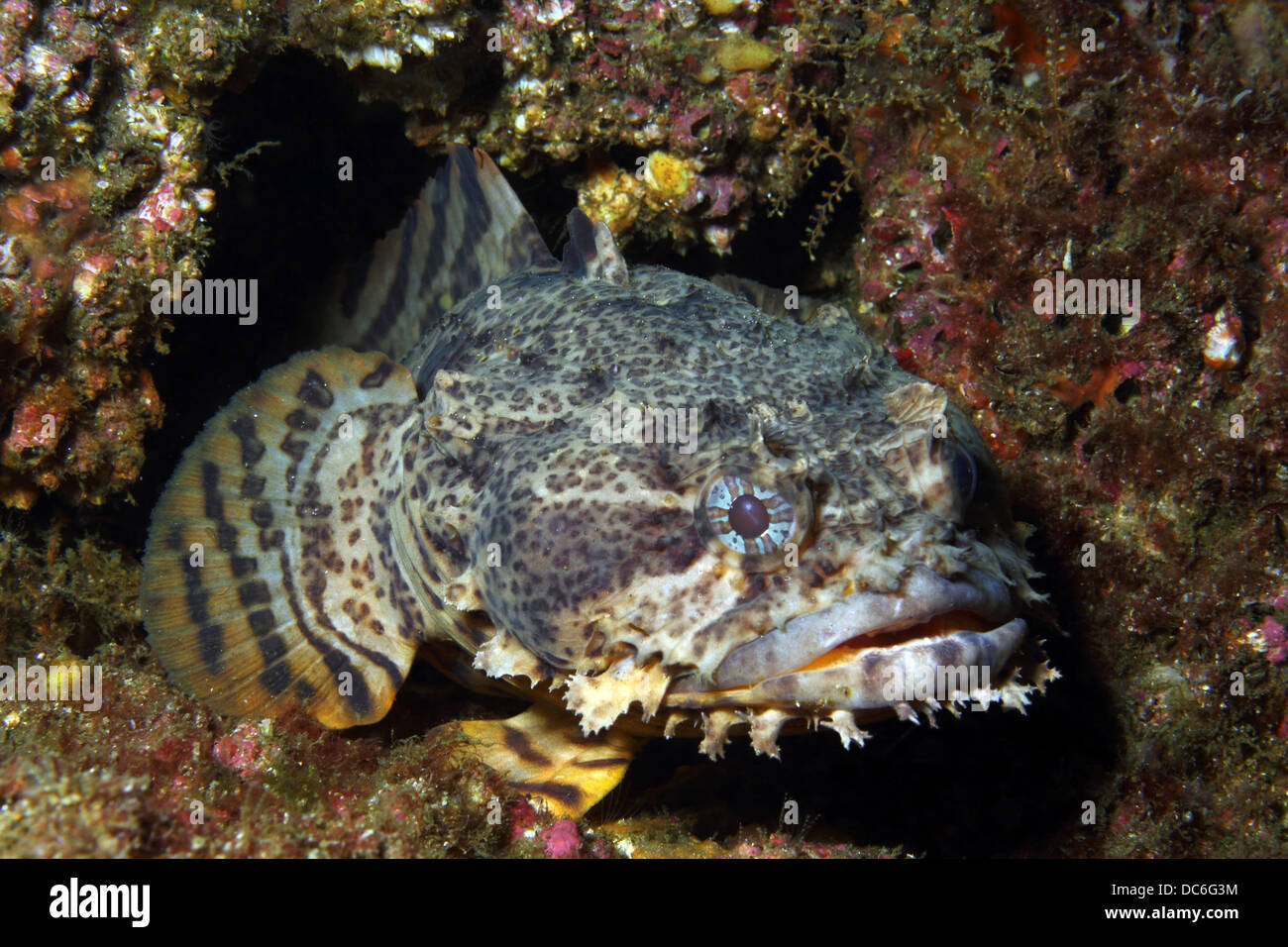 Un Oyster Toadfish attende nella sua tana Foto Stock