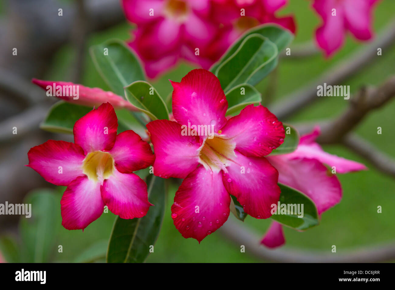 Primo piano della tromba fiori Thien Mu Pagoda vicino a tonalità, Vietnam, in Asia. Foto Stock