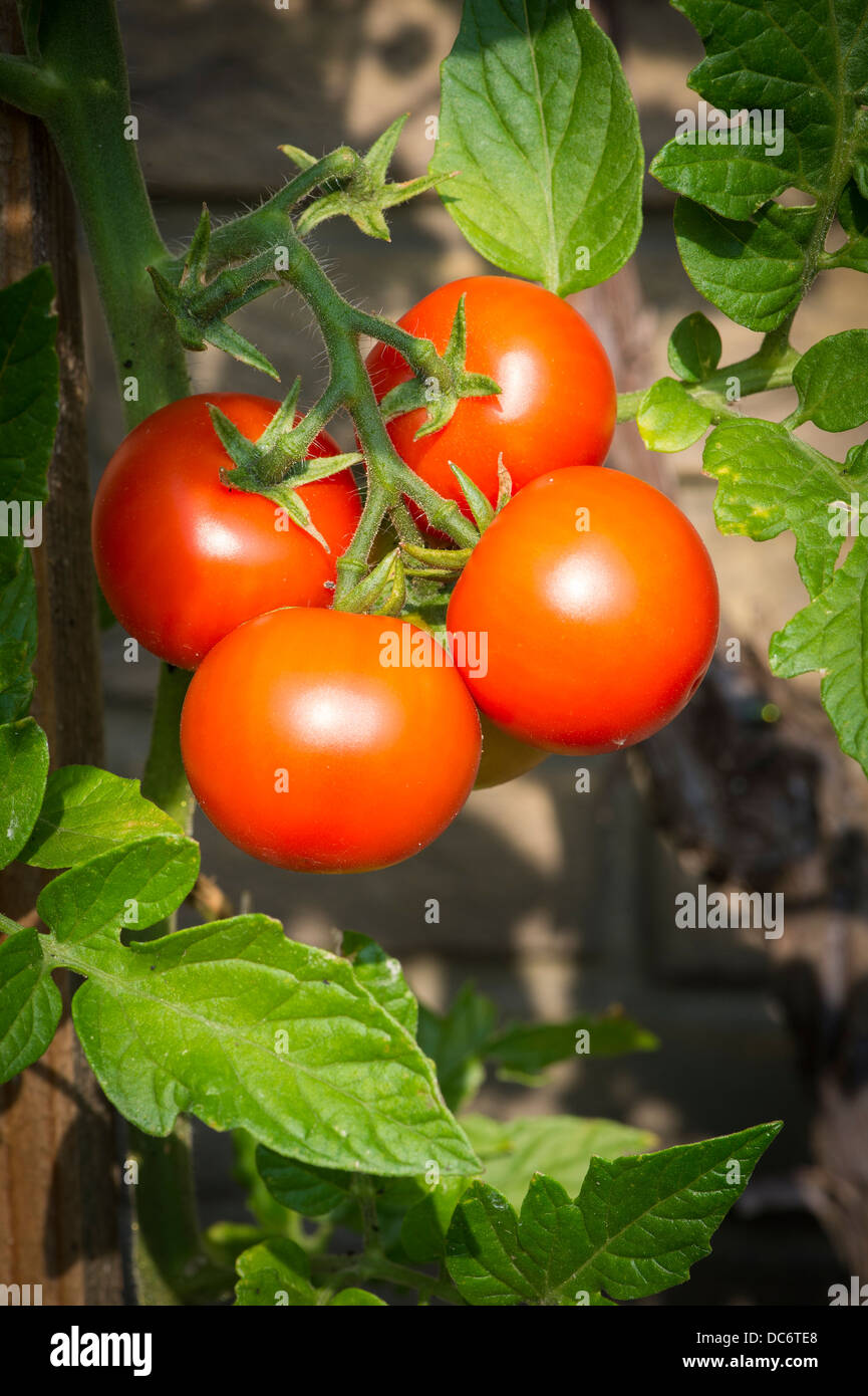 Pomodori maturi sulla vite Foto Stock