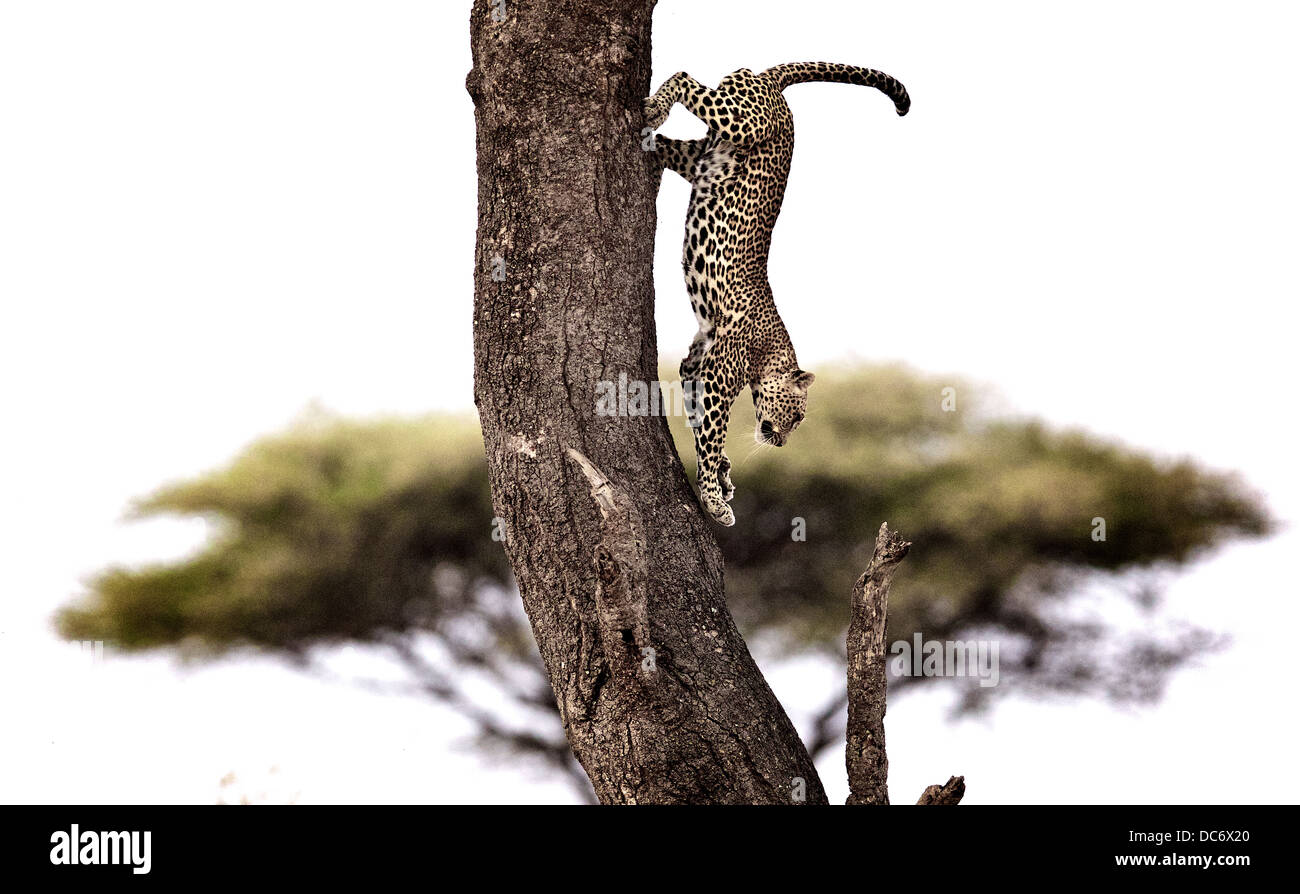 Leopard salta giù dalla struttura ad albero Serengeti Tanzania Foto Stock