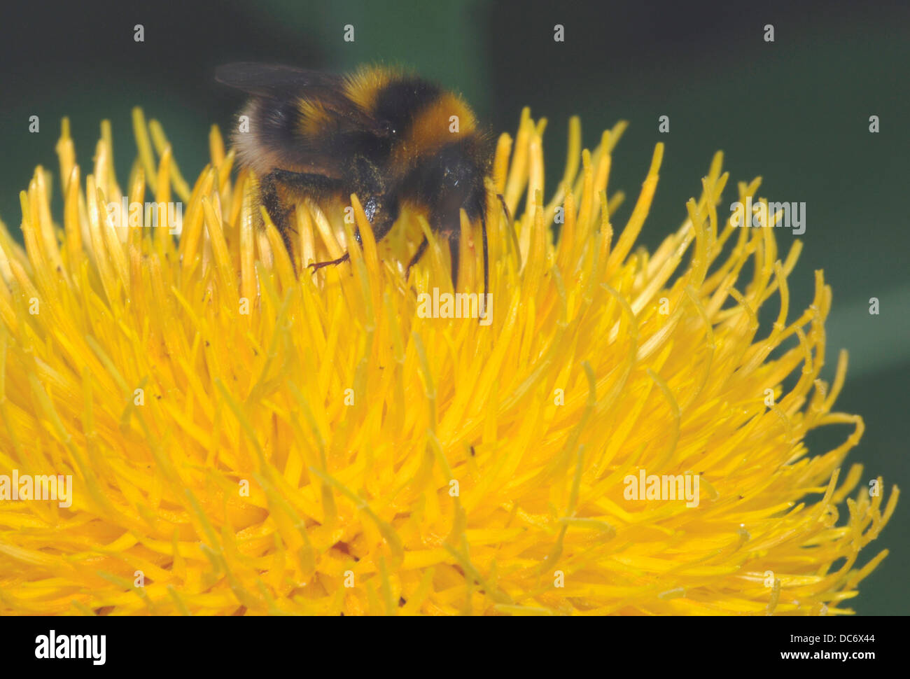 Ape su un fiore giallo Foto Stock