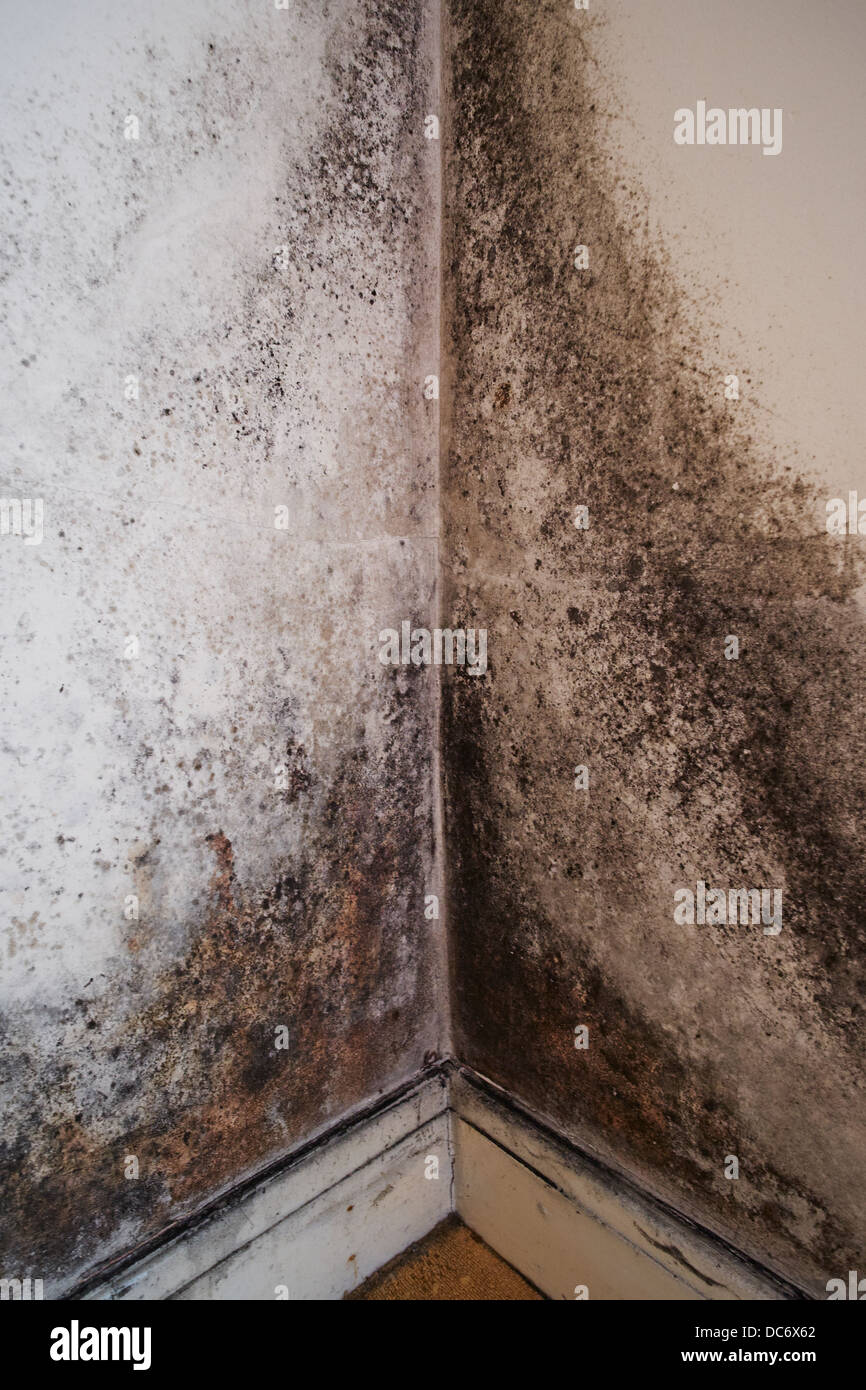 Stampo su un interno della parete della camera in una casa in Inghilterra REGNO UNITO Foto Stock