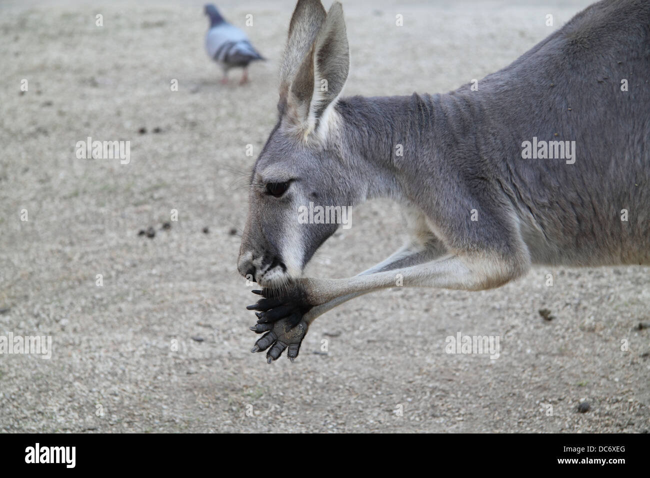 Femmina di canguro rosso toelettatura zampe (Macropus Rufus) Foto Stock