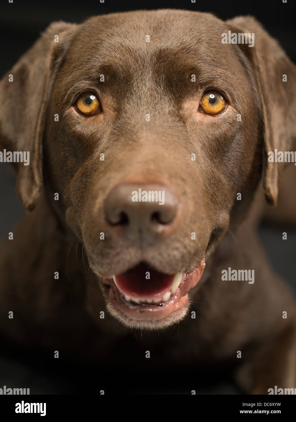 Il cioccolato labrador retriever ritratto in studio Foto Stock