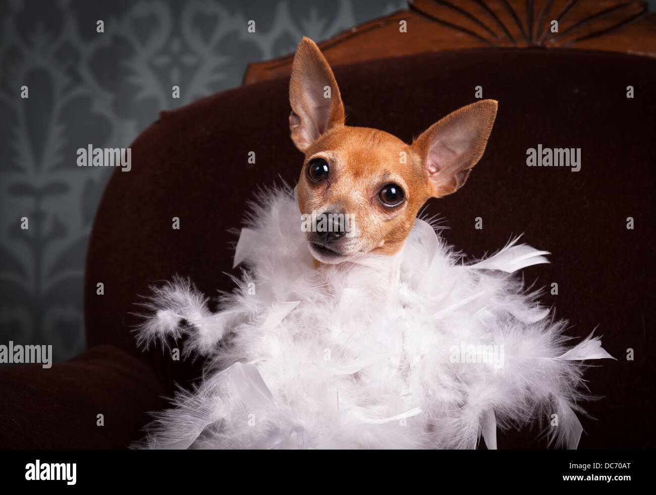 Toy Fox Terrier avvolto in una boa di piume in un ritratto in studio. Foto Stock