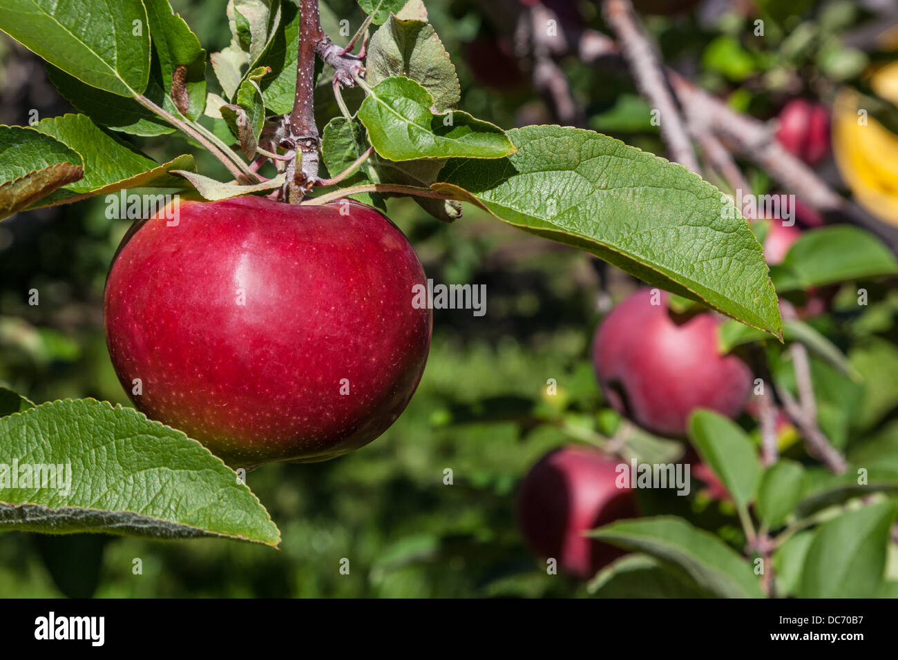 Ripe rosso apple MacIntosh nel frutteto. Foto Stock