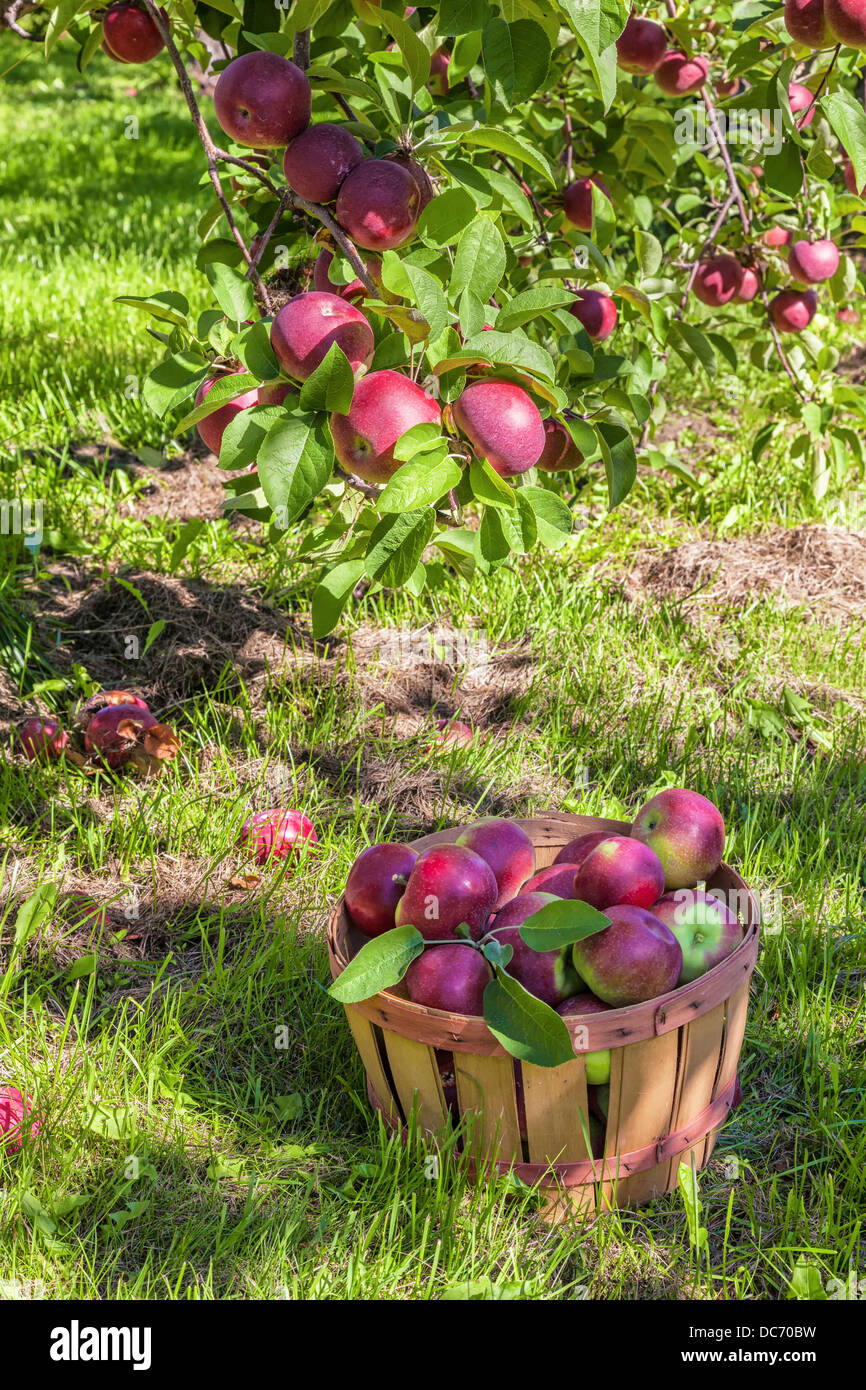 Moggio piena di appena raccolto MacIntosh le mele nel frutteto. Foto Stock