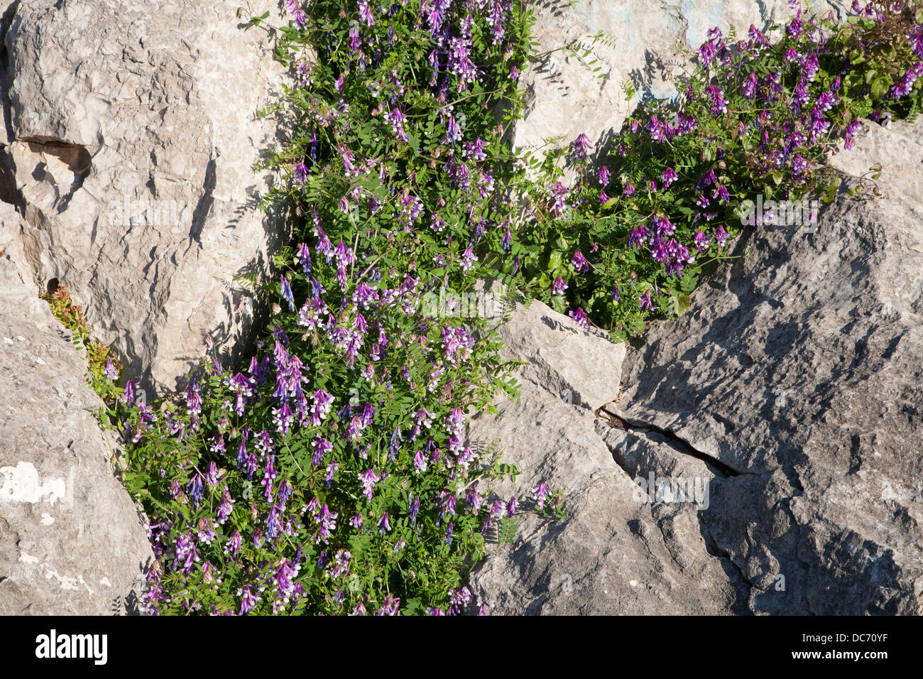 La Violetta fiori mediterranei dalla Sicilia Foto Stock