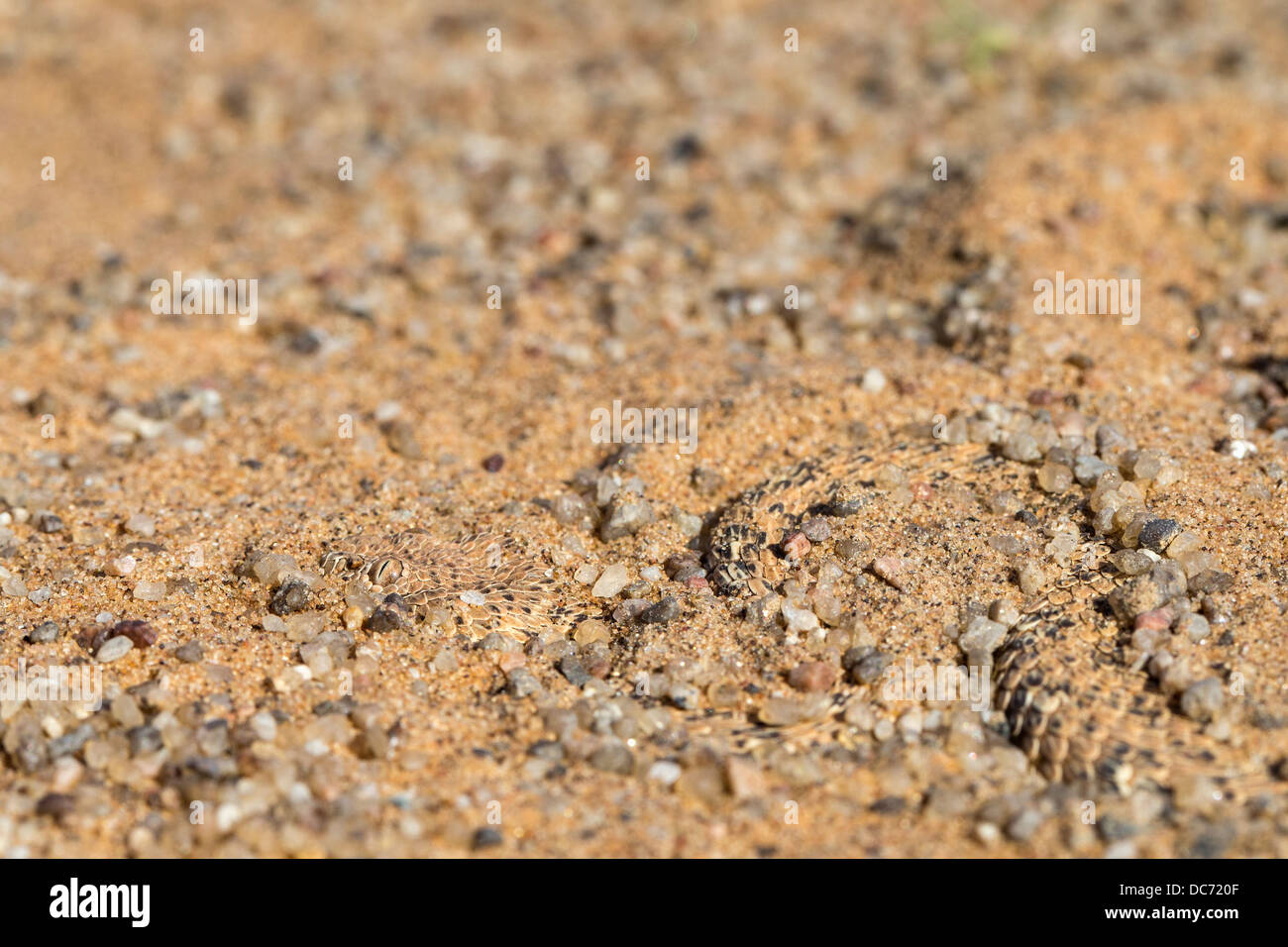 Peringuey il sommatore (sidewinding sommatore) (Bitis peringueyi), nascondendo in sabbia, Namib Desert, Namibia, Maggio 2013 Foto Stock