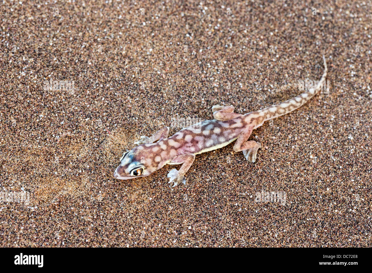 Geco Della Sabbia Del Namib O Geco Dai Piedi Palmati Del Namib Immagini Geco Della Sabbia Del Namib O Geco Dai Piedi Palmati Del Namib Immagini