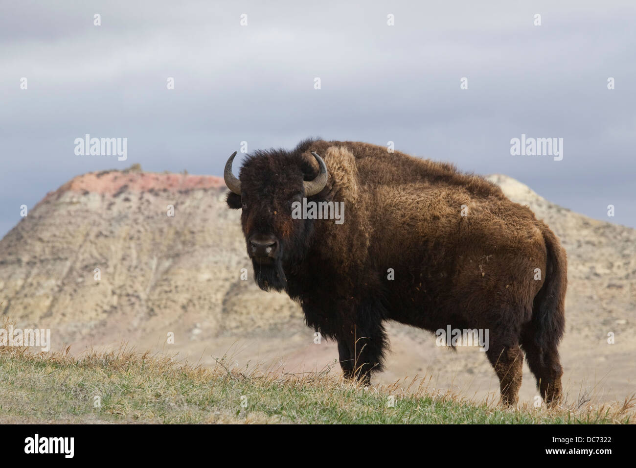 I bisonti americani (Bison bison), Parco nazionale Theodore Roosevelt Foto Stock