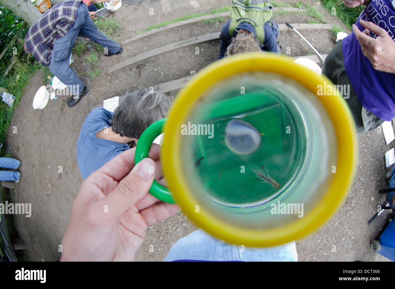 Guardando gli insetti in magnifier Foto Stock