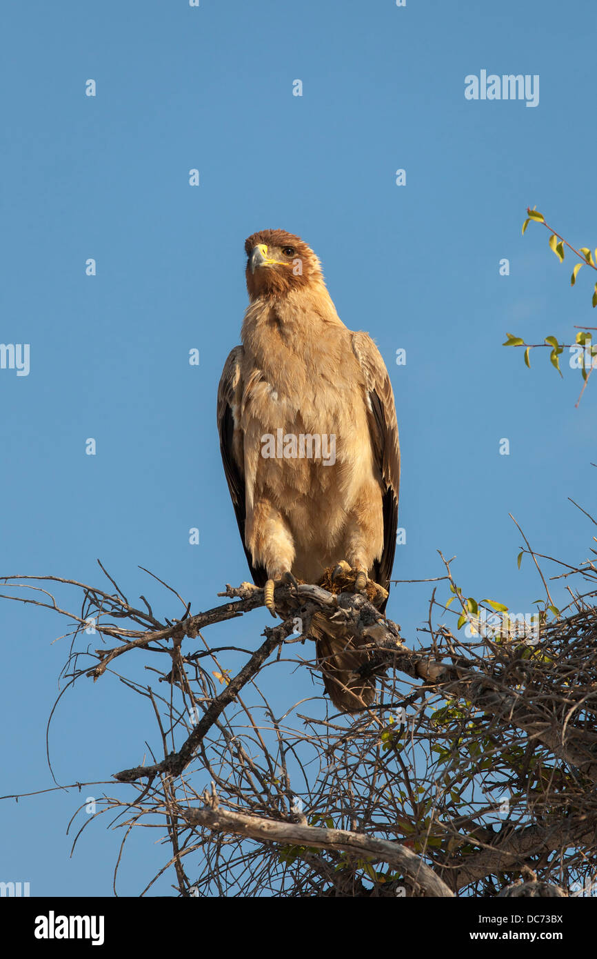 Bruno eagle (Aquila rapax), il Parco Nazionale di Etosha, Namibia, Maggio 2013 Foto Stock