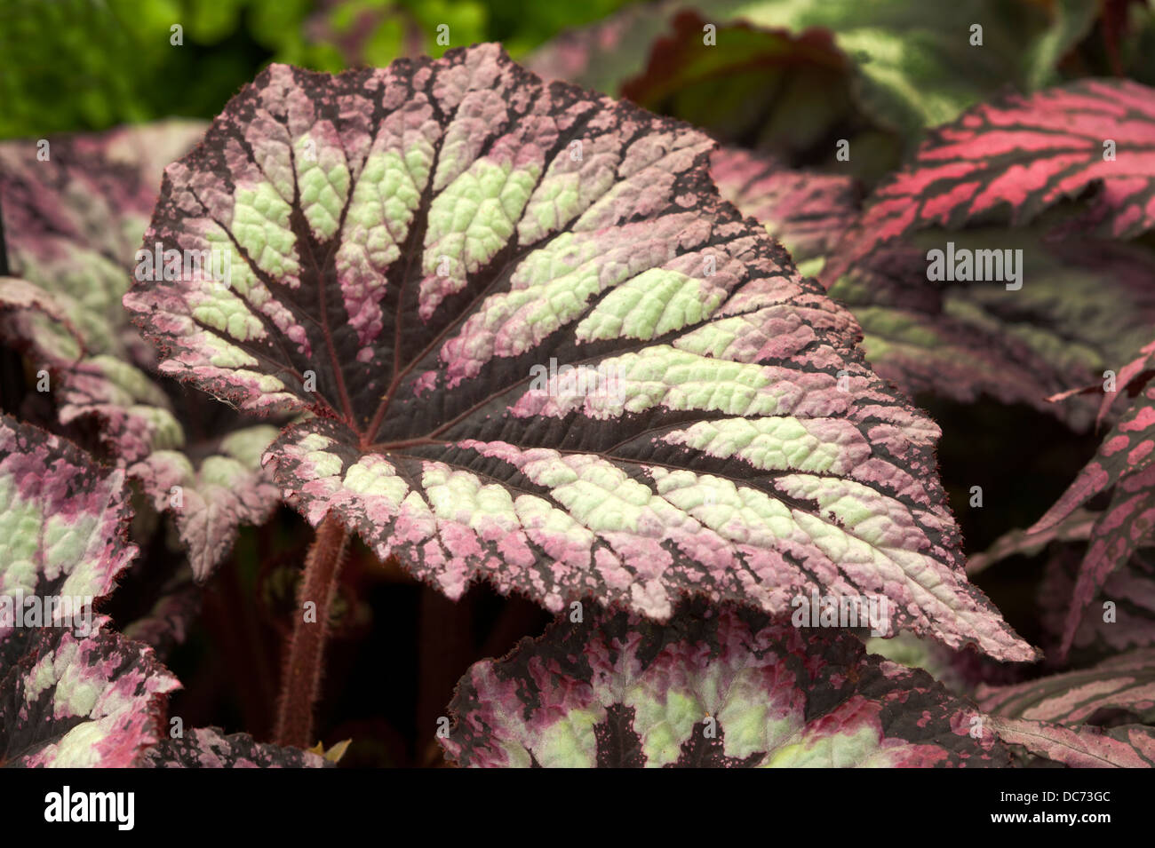 Begonia fuochi d'artificio Foto Stock