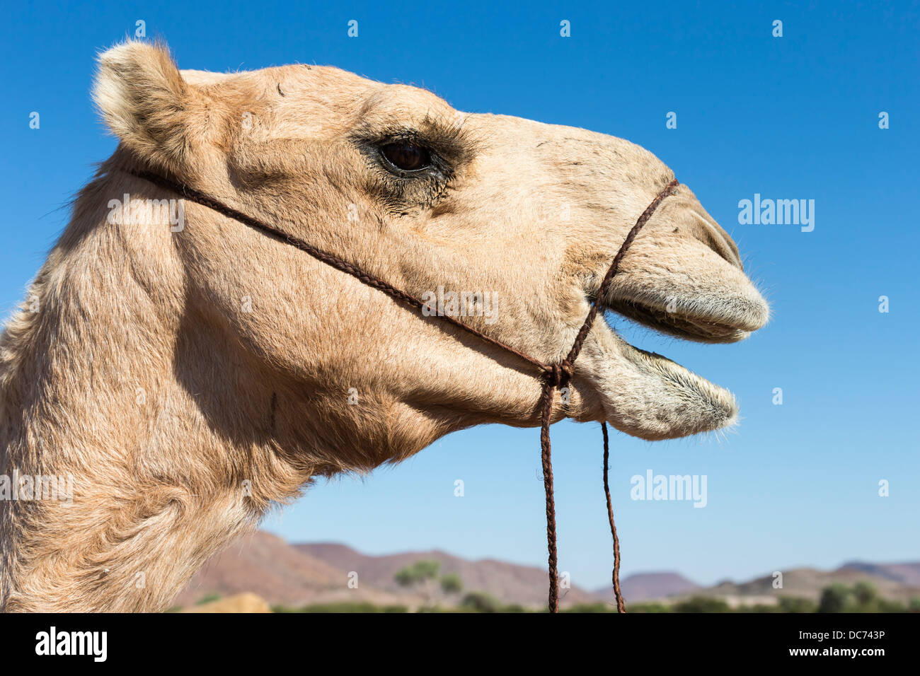 Jan, camel utilizzati per salvare il Rhino fiducia pattuglie, regione di Kunene, Namibia, Maggio 2013 Foto Stock