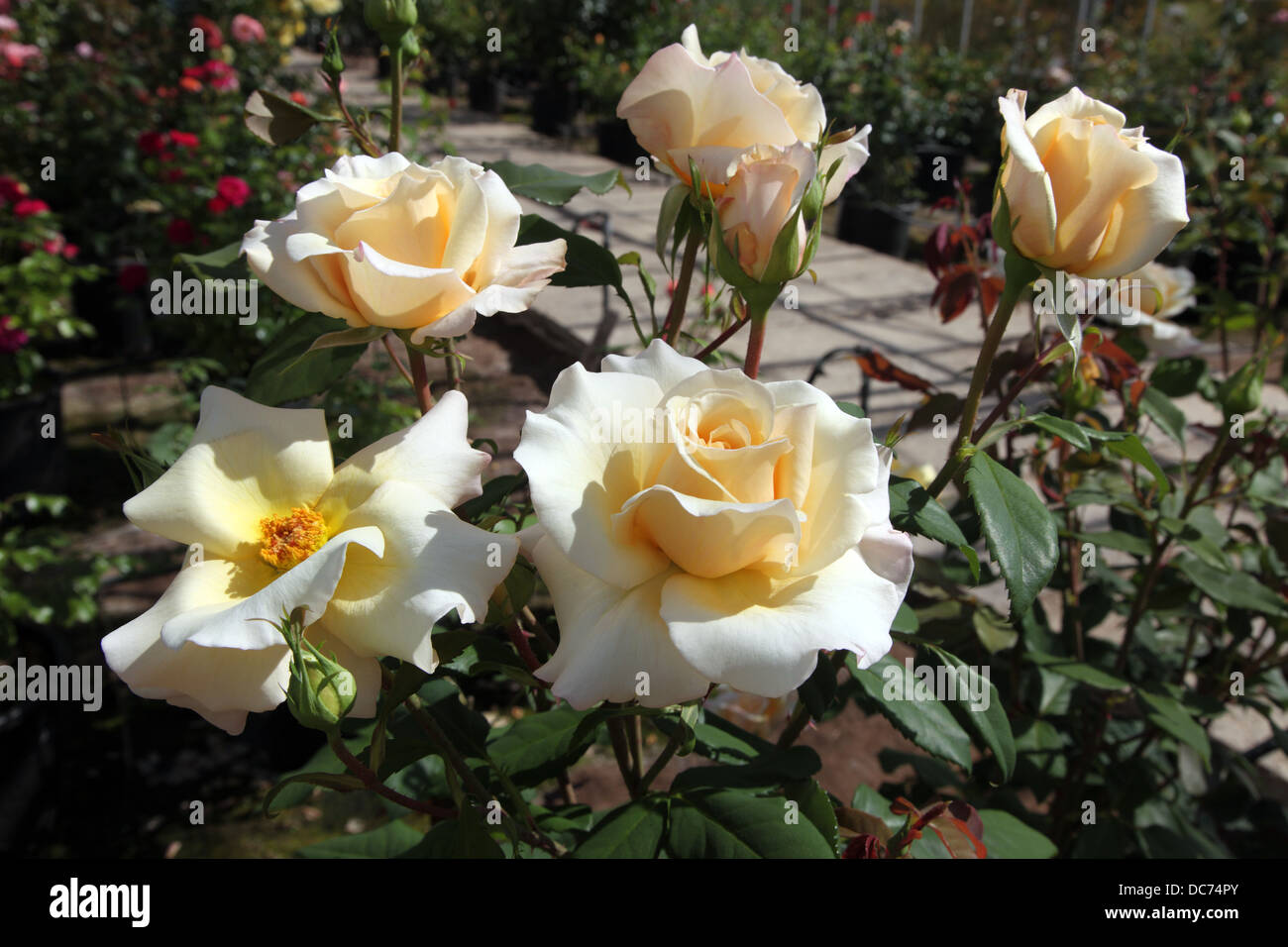 Rosa Cayman, nuova rose da Dicksons Roses, Newtownards, Irlanda del Nord Foto Stock