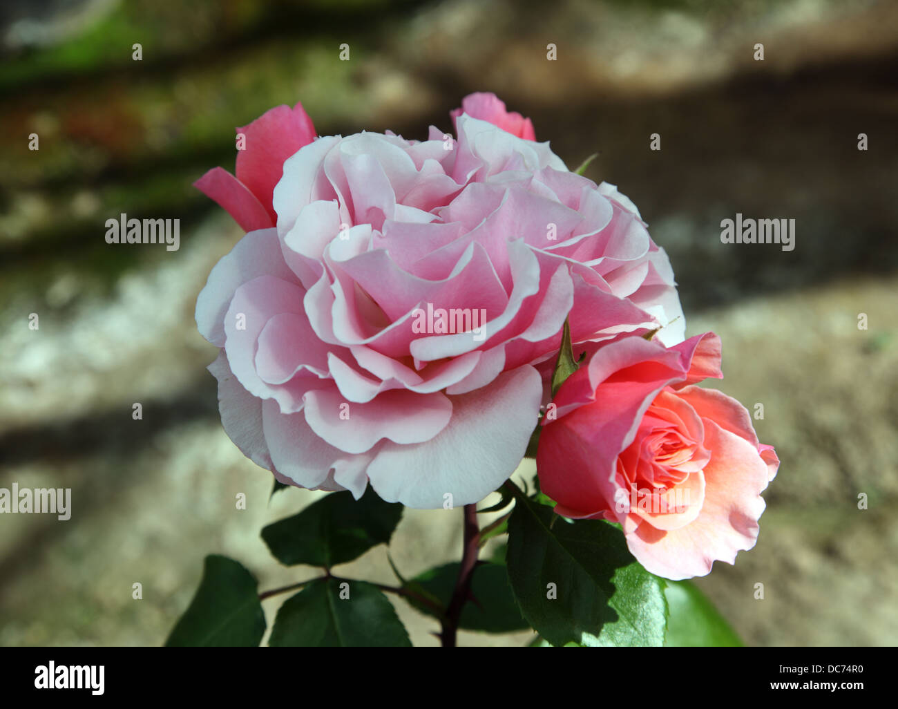 Rosa ossessiona, arrampicata rosa rosa ad arbusto sviluppato da Dicksons, Newtownards, Irlanda del Nord Foto Stock