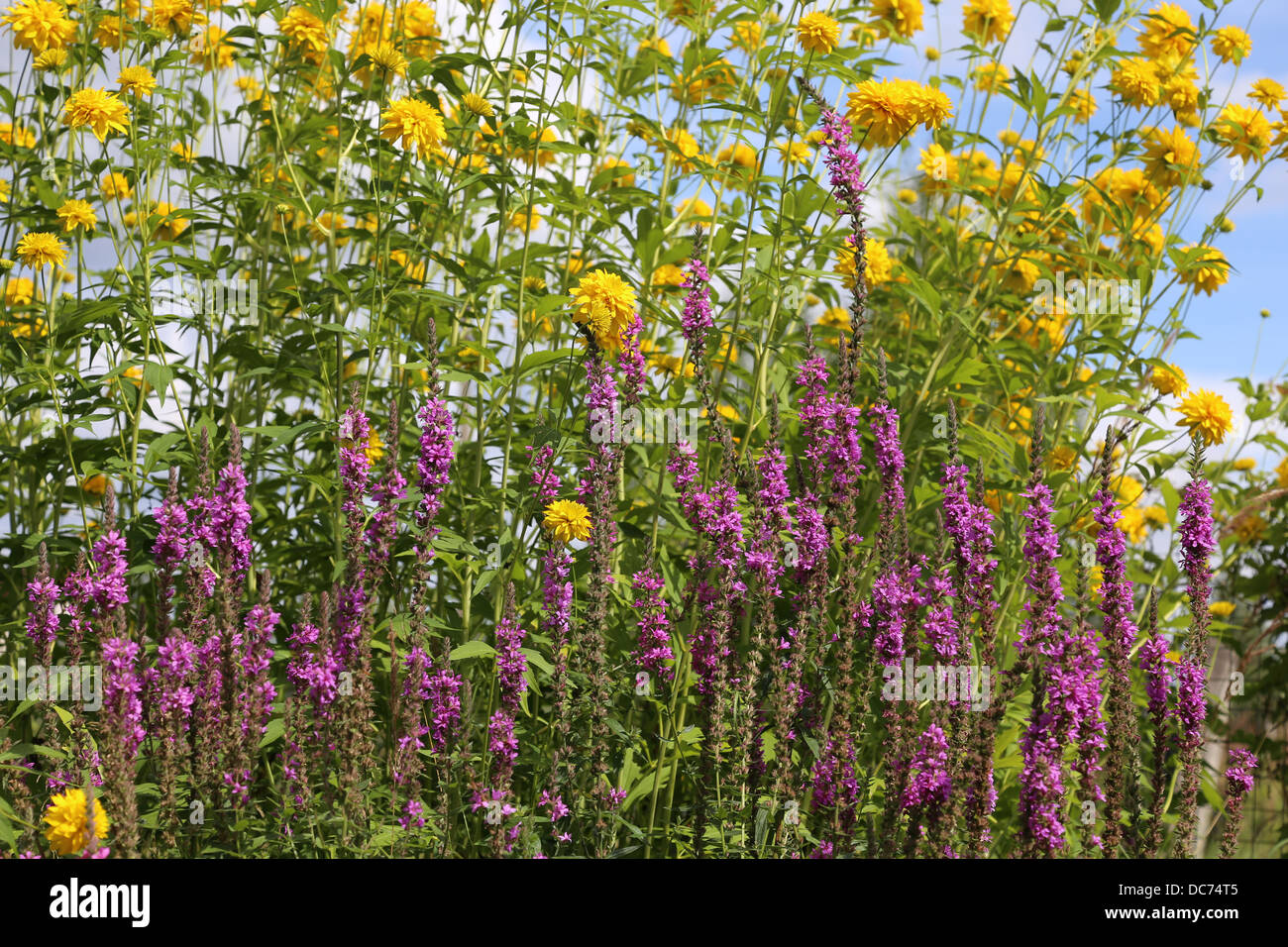 Rudbeckia Laciniata e Salvia nemorosa , Foto Stock