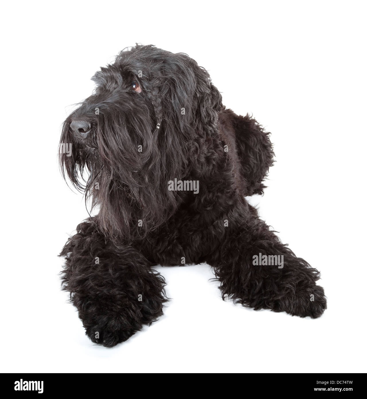 Black russian terrier (BRT o di Stalin cane) Foto Stock