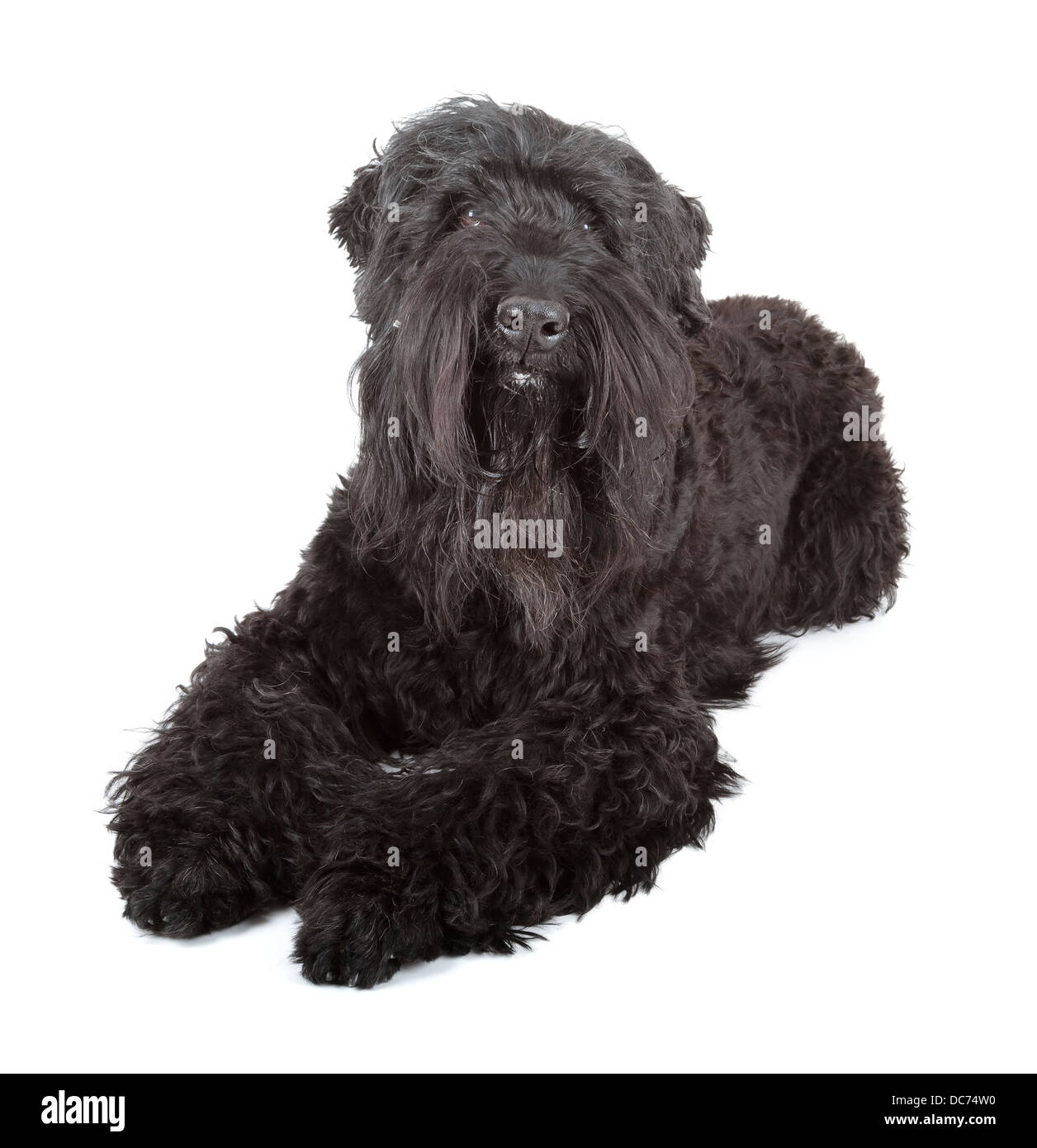 Black russian terrier (BRT o di Stalin cane) Foto Stock