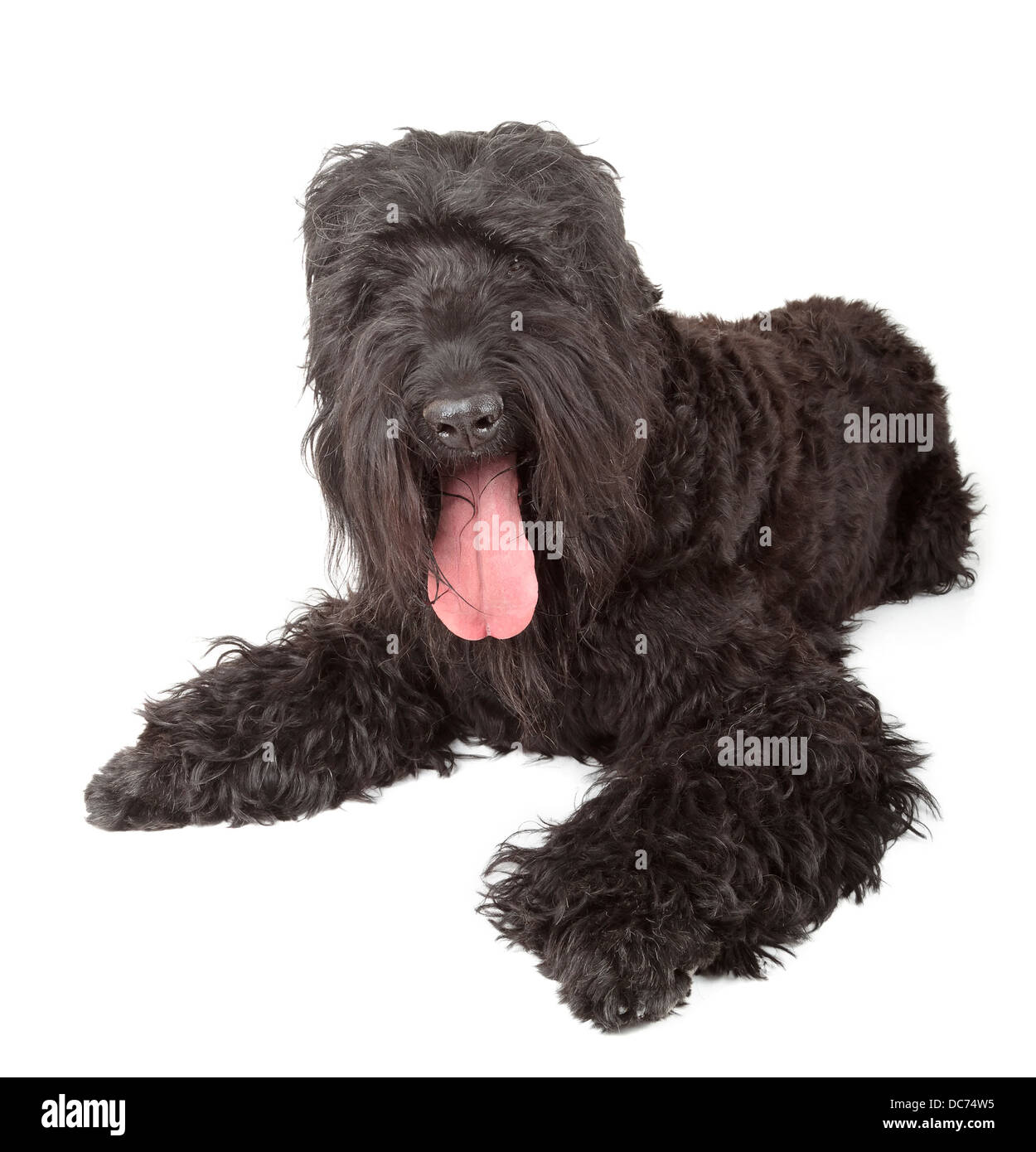 Black russian terrier (BRT o di Stalin cane) Foto Stock
