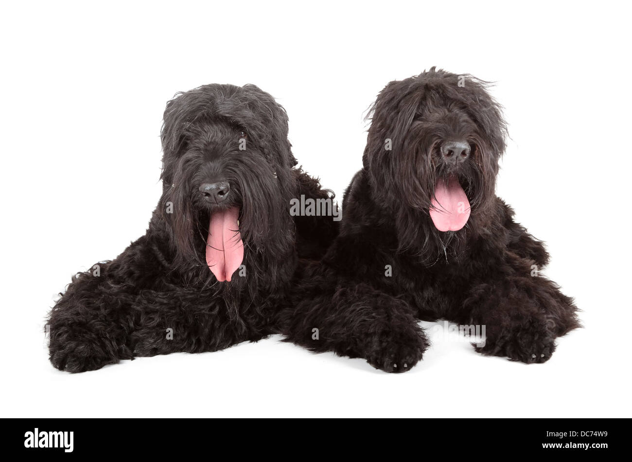 Black russian terrier (BRT o di Stalin cane) Foto Stock