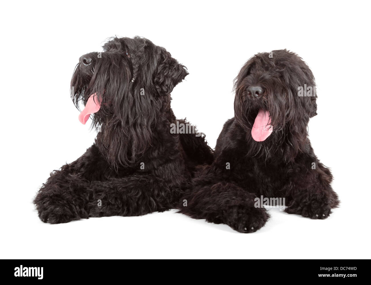 Black russian terrier (BRT o di Stalin cane) Foto Stock