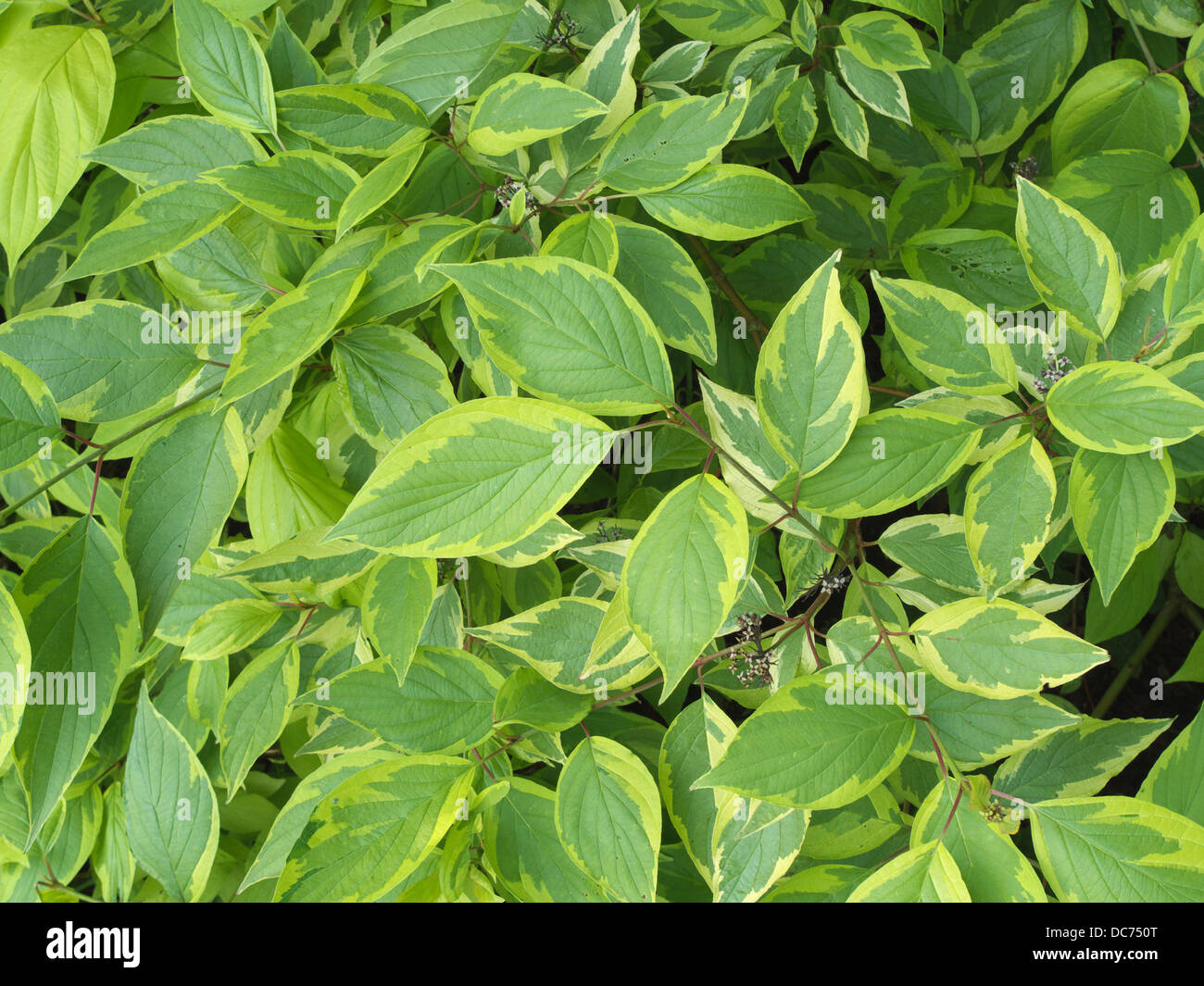 Rosso variegato abbaiato sanguinello ( Cornus alba ) in estate Foto Stock