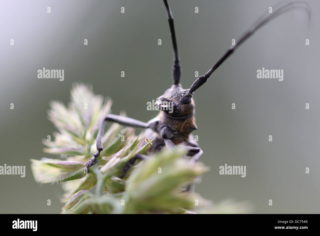 Long-cornuto beetle closeup in condizioni naturali Foto Stock
