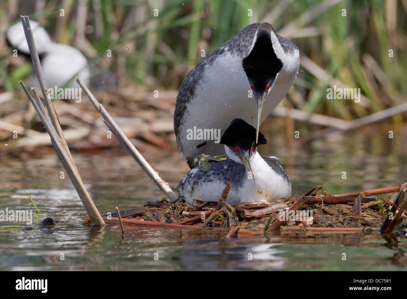 Western svasso (Aechmophorus occidentalis) Foto Stock