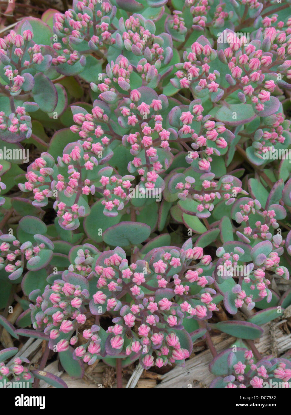 Sedum ewersii var. homophyllum 'tappeto di Rose' in fiore Foto Stock