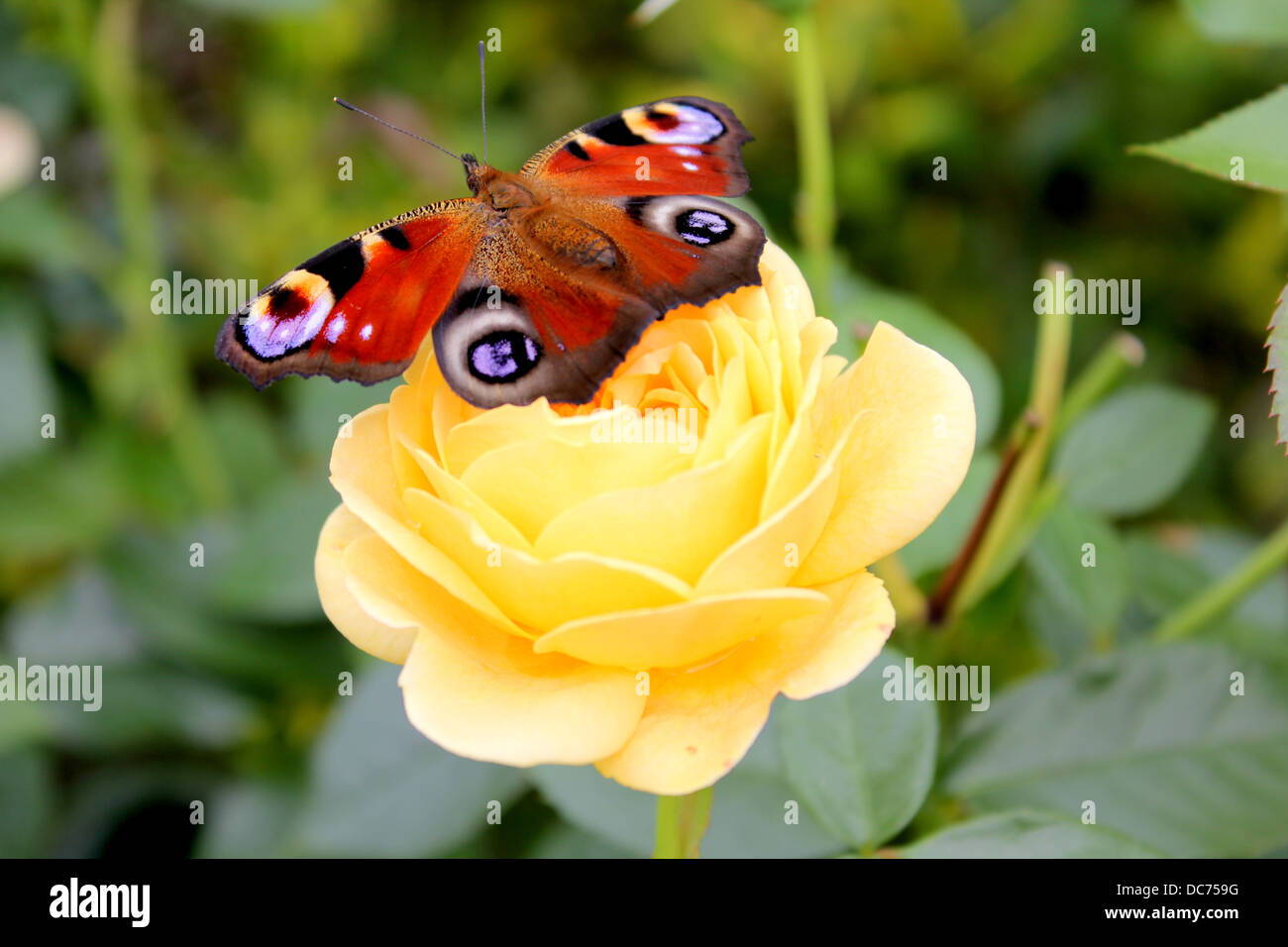 Close up di una farfalla su una rosa gialla Foto stock - Alamy