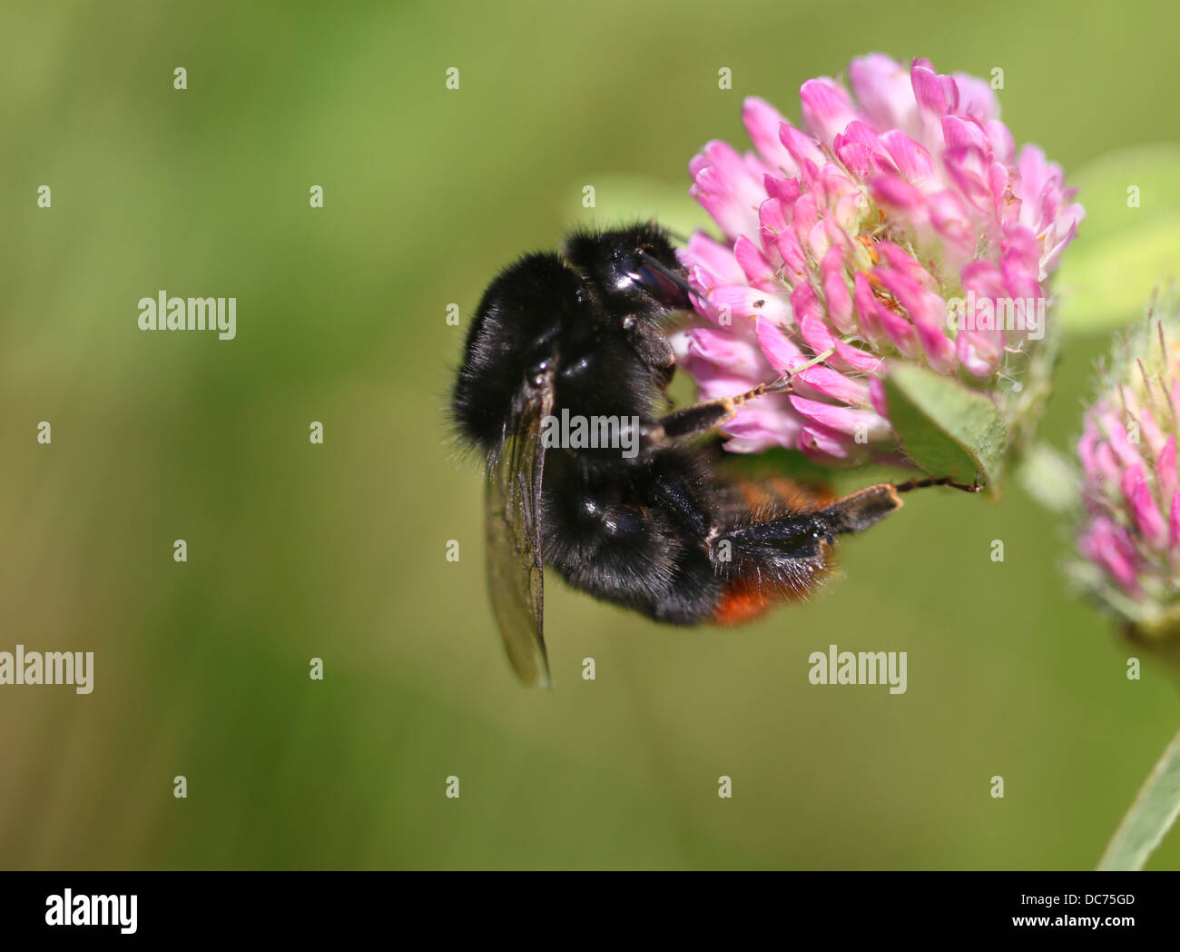 Bumblebee seduti sul chiodo di garofano Foto Stock
