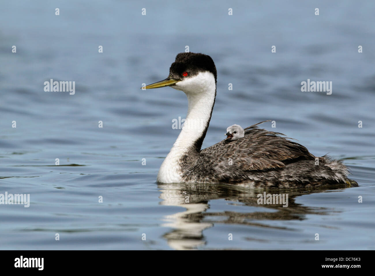 Western svasso (Aechmophorus occidentalis) Foto Stock